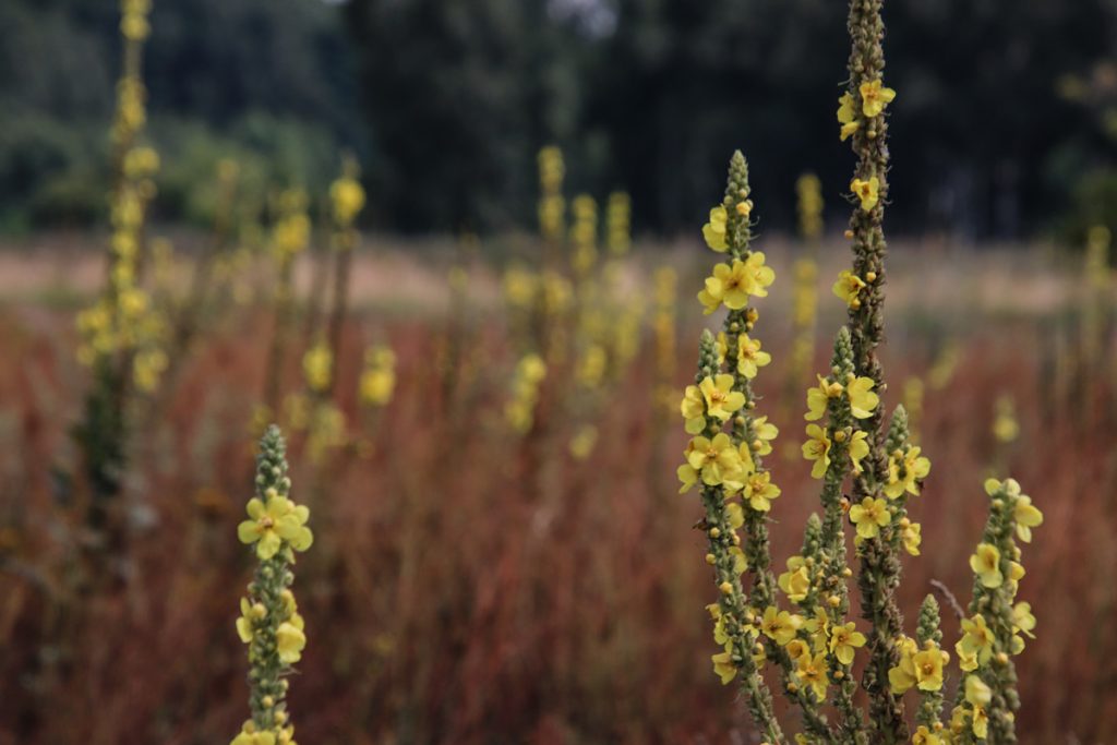 © S. Speck; Fallow land with stands of mullein in the study area.