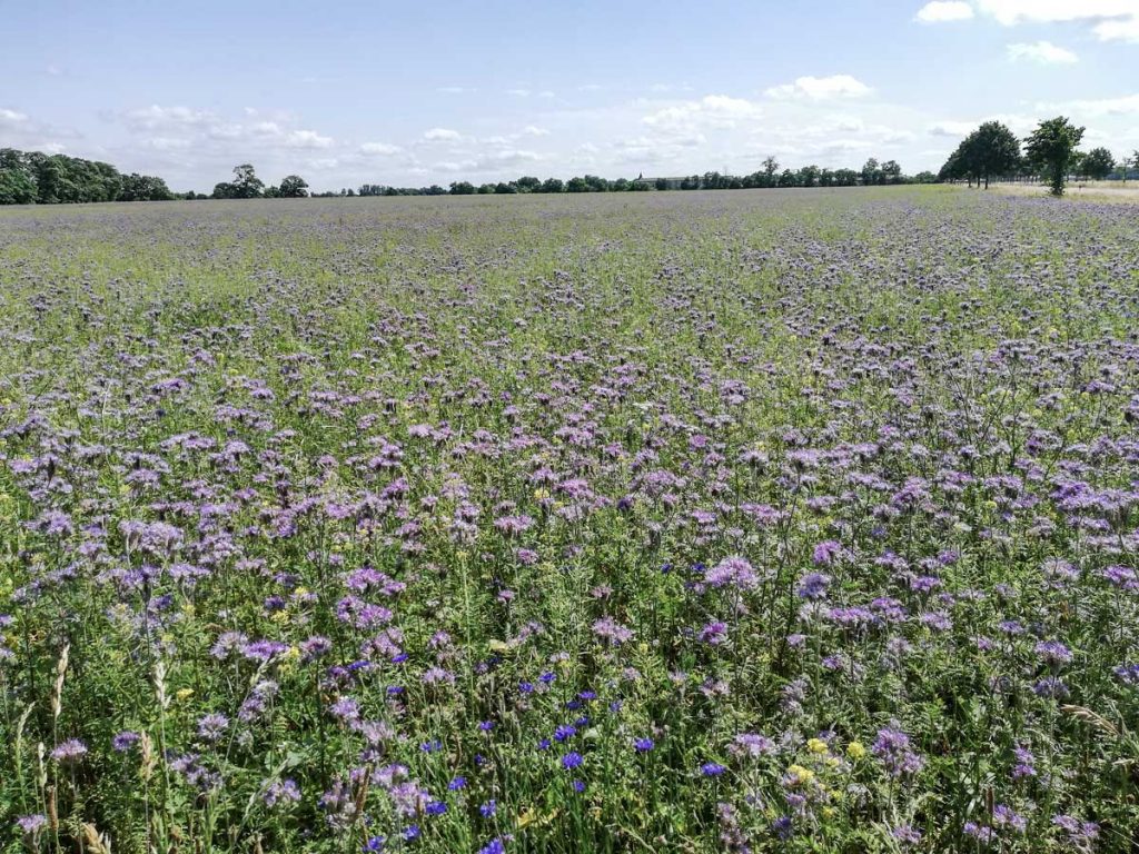© L. Hölting; Large flowerfields provide habitat and food for many insects. The purple-flowering Phacelia is hence also known as "bee food".