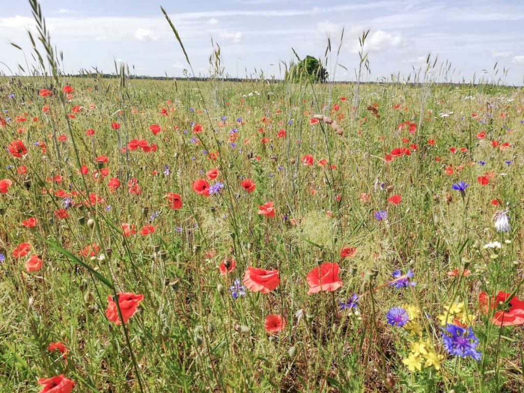 © L. Hölting; Flower strip in an agricultural landscape show a high flower diversity and provides an important element to support ecosystem services
